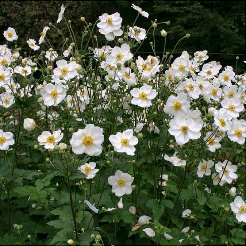1/2 PRICE - Anemone Honorine Jobert - Japanese Anemone in Bud & Bloom!