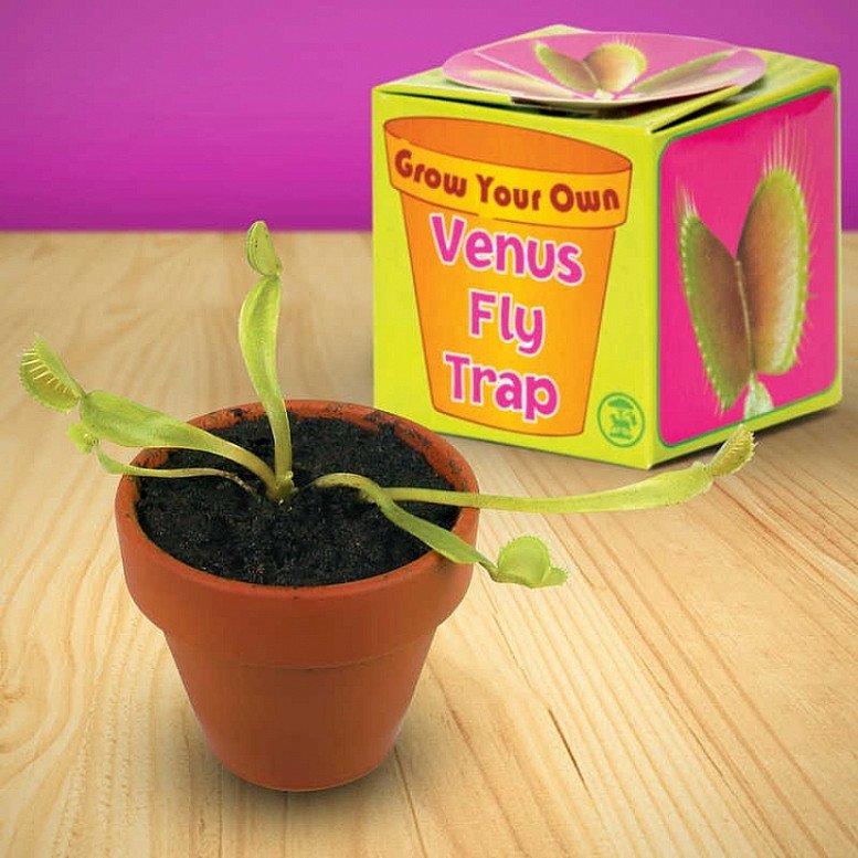 Grow Your Own Venus Fly Trap - A complete kit to grow your own Venus Fly Trap from seed, Only £5.00!