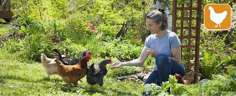 keeping chickens has seen a big rise in popularity...