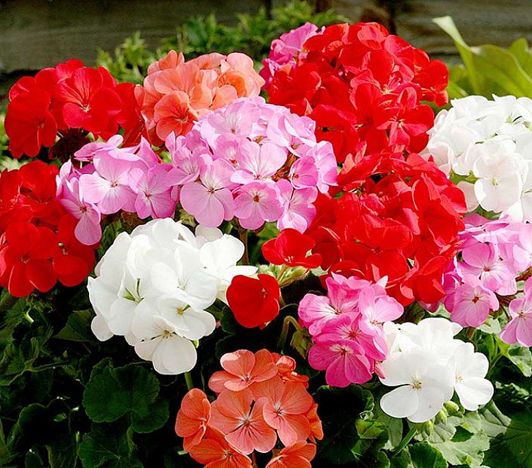 Geranium Upright Mix Plants - Our Selection - £35.00