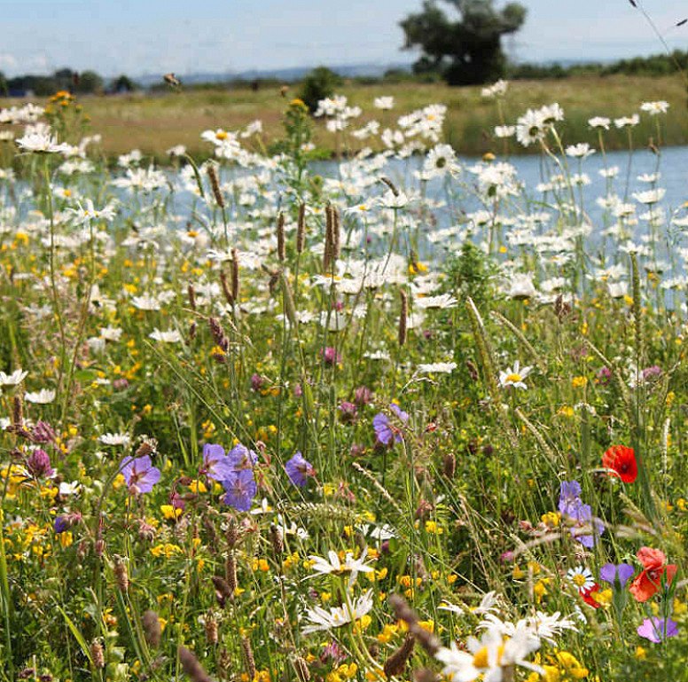 New In - Wildflower Mix Seeds - Window Box - £3.99