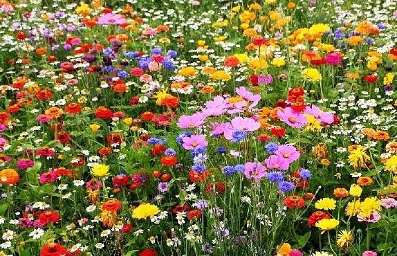 Bees & Butterflies Wildflower Seed Mix