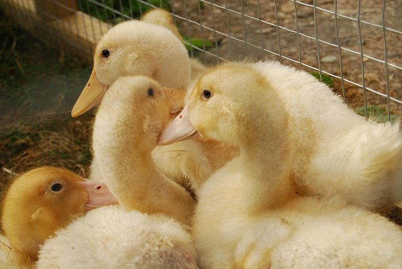 Gorse Hill City Farm