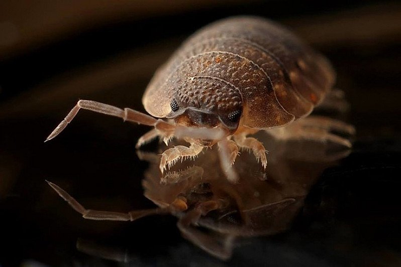 Feed the Bugs!