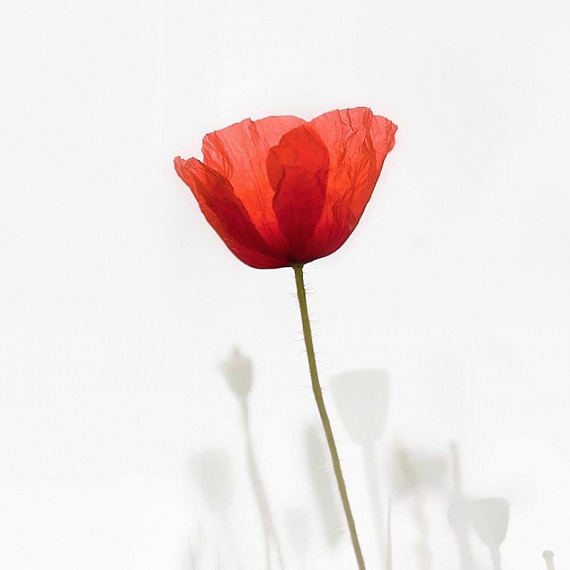 Festival of Remembrance
