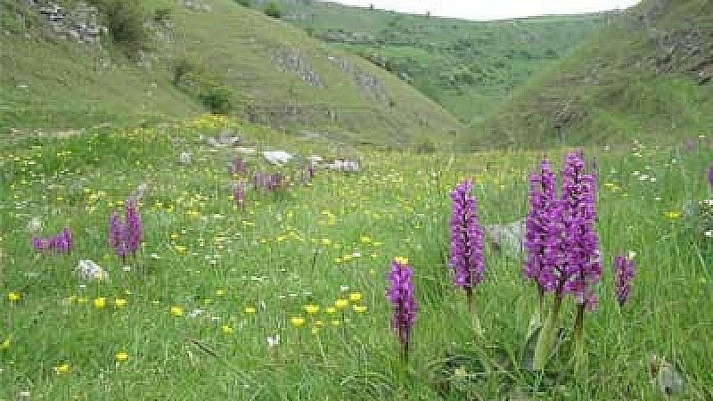 Lecture: The Fabulous Flora of the Peak District - Peter Machan