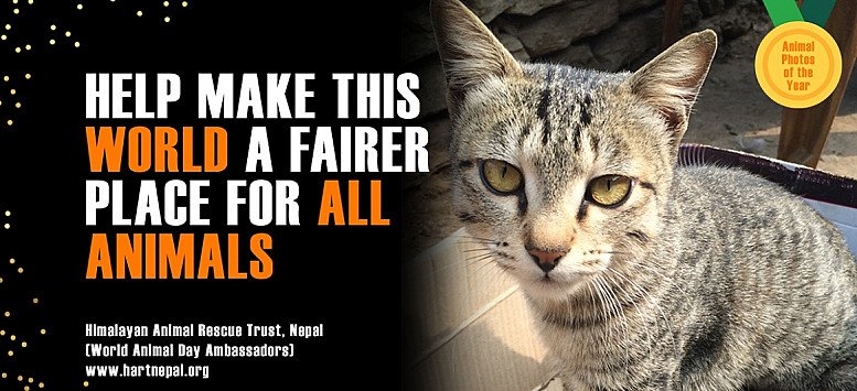 MISSION: TO RAISE THE STATUS OF ANIMALS IN ORDER TO IMPROVE WELFARE STANDARDS AROUND THE GLOBE