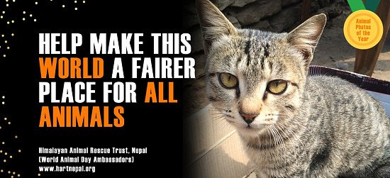 MISSION: TO RAISE THE STATUS OF ANIMALS IN ORDER TO IMPROVE WELFARE STANDARDS AROUND THE GLOBE