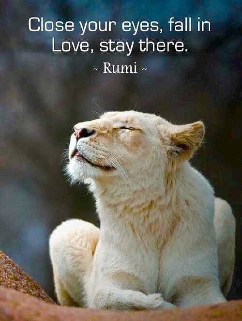 Chi-Flow, Qigong, Meditation, Reiki & Forest Bathing