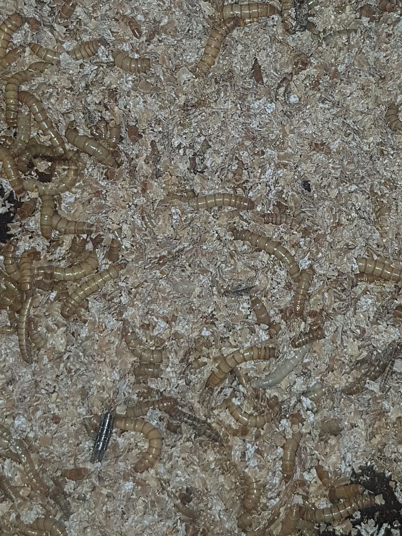 Mealworms