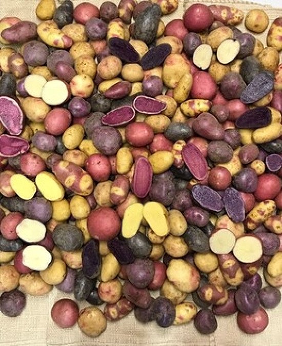 Potato House have been awarded the best Seed Potato Supplier 2021. £5 off. Grow your own Potatoes