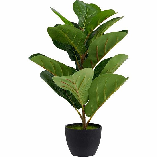 SALE Wilko Fiddle Fig Potted Plant! Wilko Deal