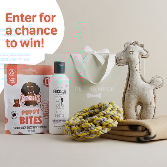 Luxury Original Dog Hamper