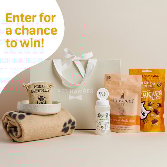 Luxury Original Cat Hamper
